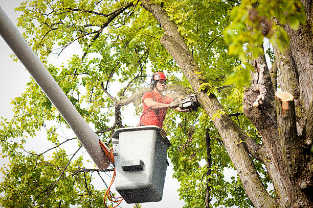 Leaf Removal in Millis Clicquot, MA